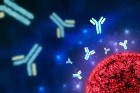 Antibody Production in the Immune System: An Overview